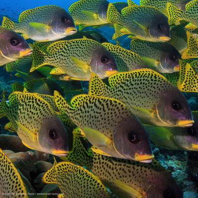 A school of Blackspotted rubberlip form a dense school on a reef in the Western Indian Ocean. Photo: Tane Sinclair-Taylor.